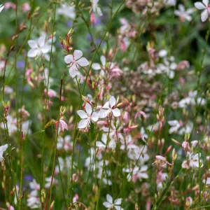 Gaura 'Whirling Butterflies' 9cm Growers Pot